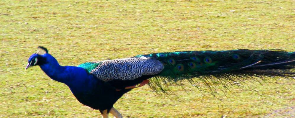 Фотография Сан-Либерале