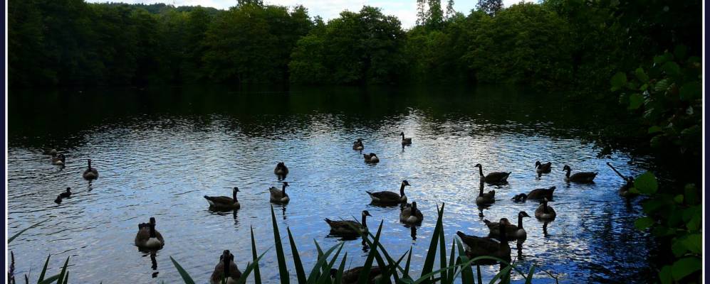 
            Фотография Метлаха