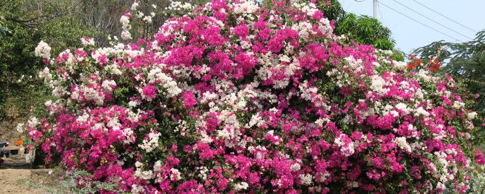 
            Фотография Гайра