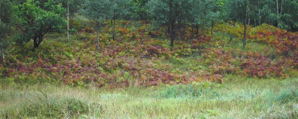 
            Фотография Чернухи