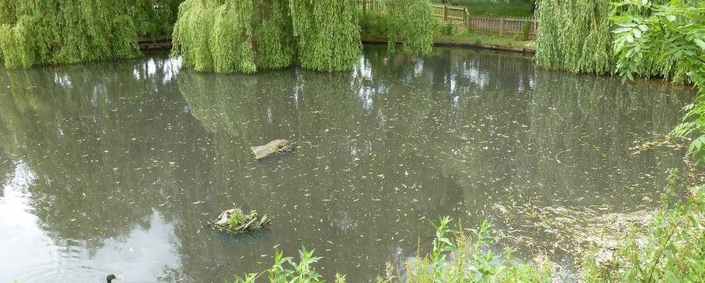 
            Фотография Руислипа