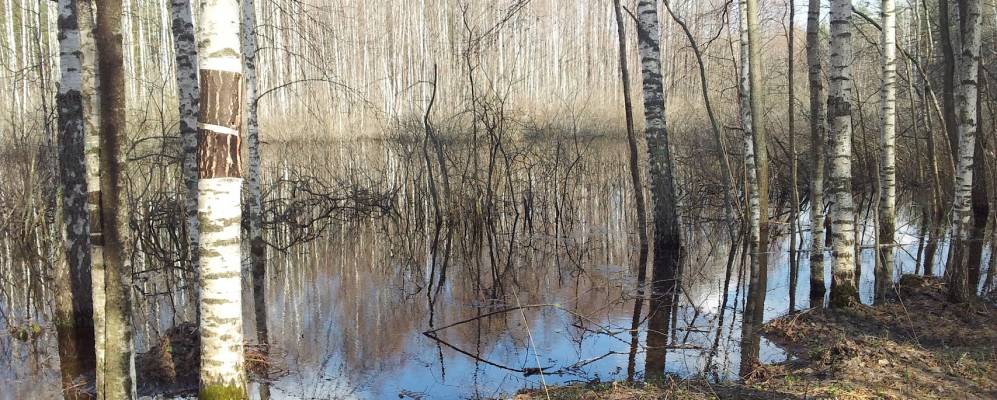 
            Фотография Мещерского