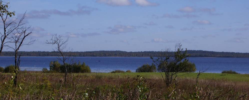 
            Фотография Болотницы