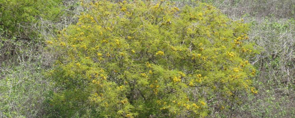 
            Фотография Пунта-Бланка