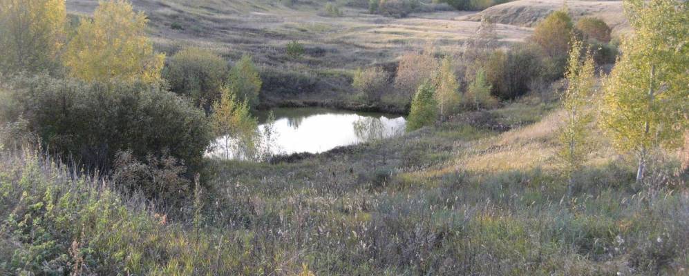 
            Фотография Танино