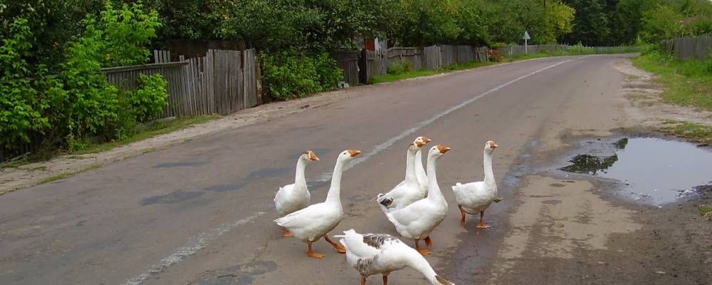 
            Фотография Лугинки