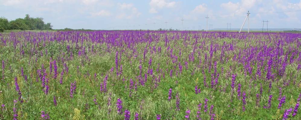 
            Фотография Перевального