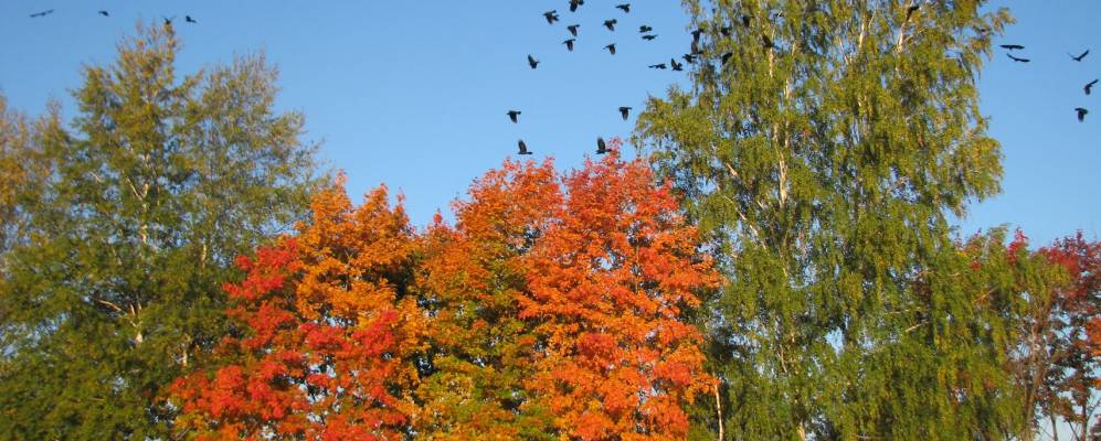 Фотография Пашино