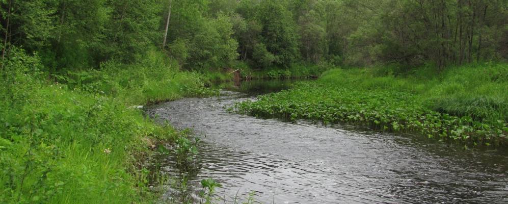 
            Фотография Кореневской