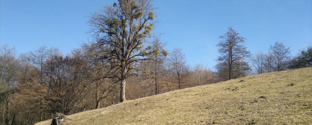 
            Фотография Мускалей