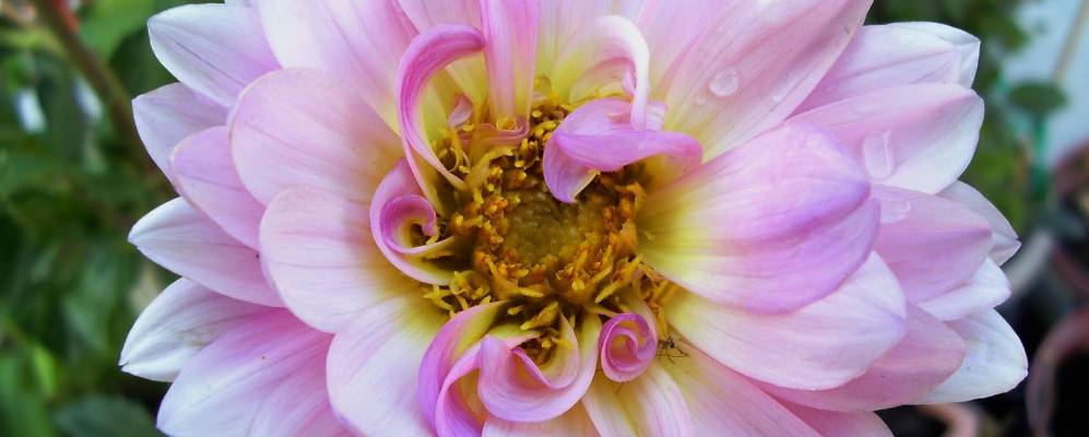 
            Фотография Сарасота Спрингса