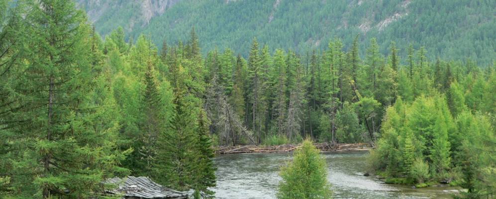 
            Фотография Шаснура