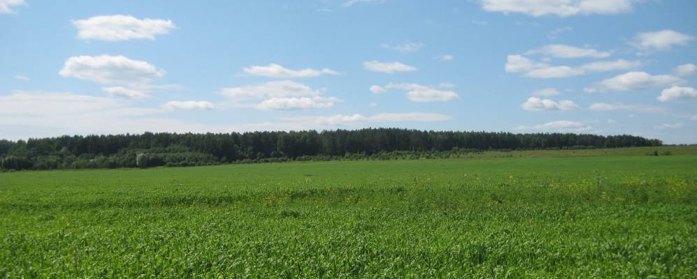 
            Фотография Суковки