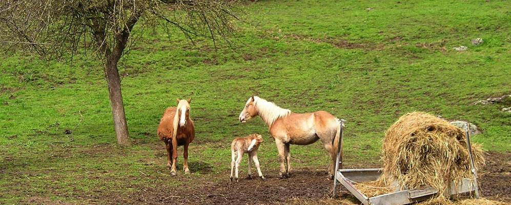 
            Фотография Леса
