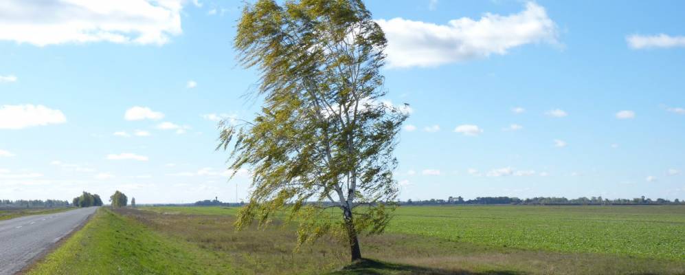 
            Фотография Краснополья
