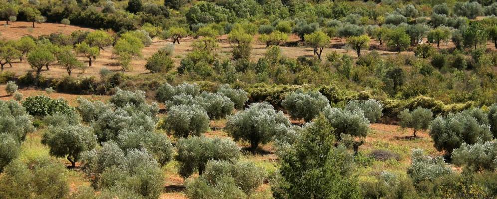 
            Фотография Ла-Эсплуга-де-Франколи