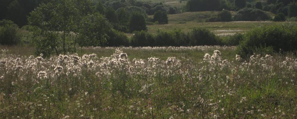 
            Фотография деревни Собольки