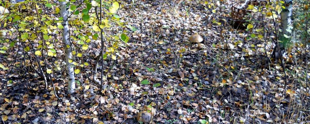 
            Фотография Лысово