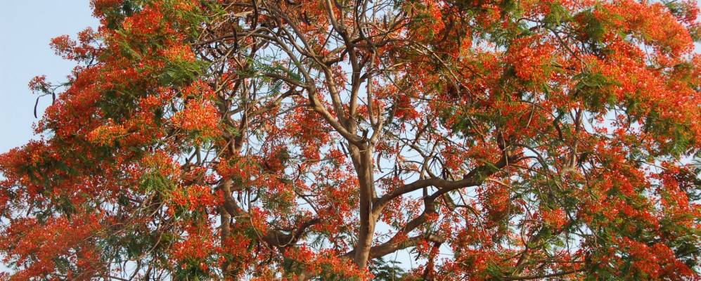 
            Фотография Катихара