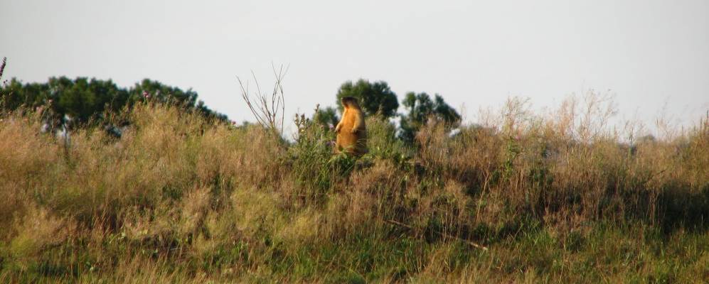 
            Фотография Красного