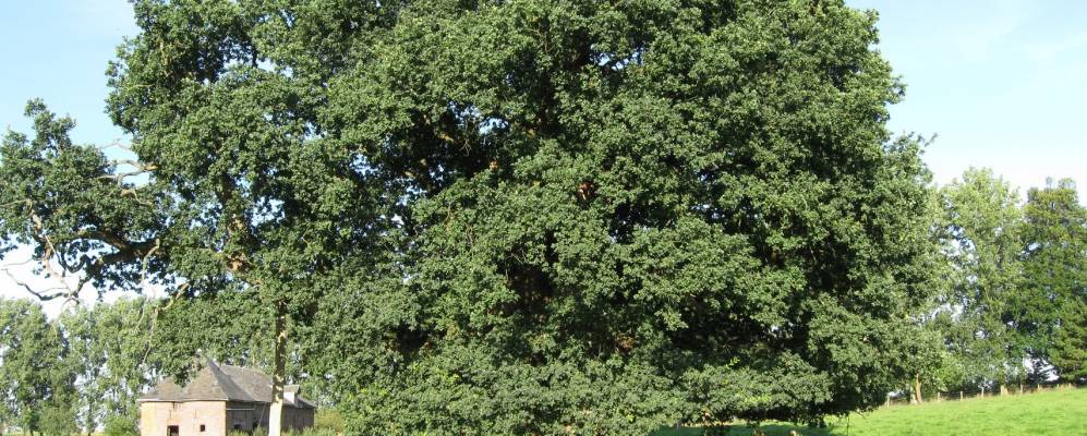 
            Фотография Бельмениля