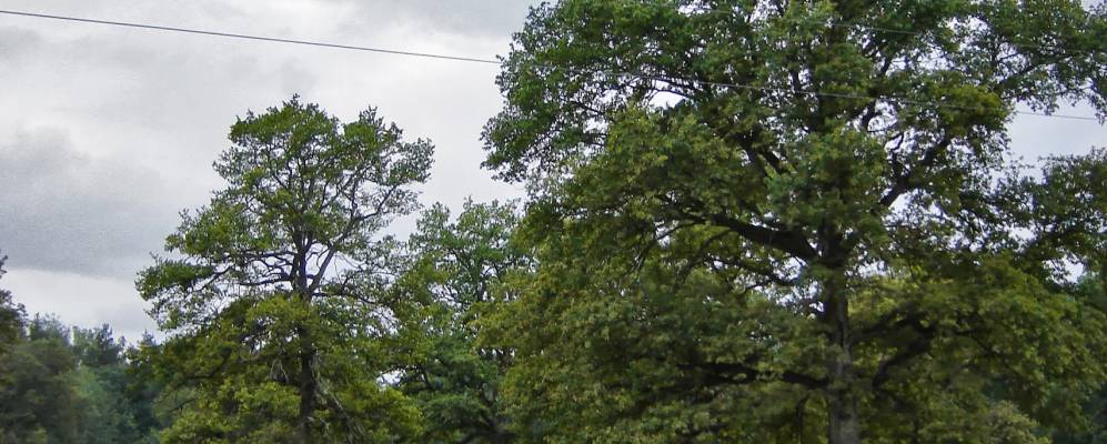 
            Фотография Мейрани