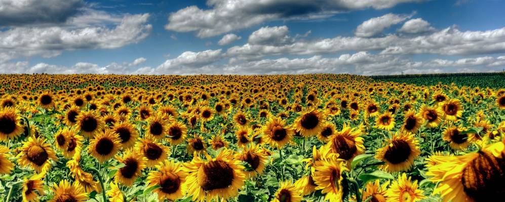 
            Фотография Роксхайма