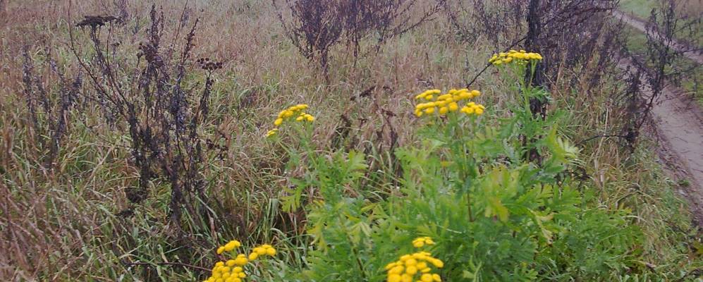 
            Фотография Погореловки