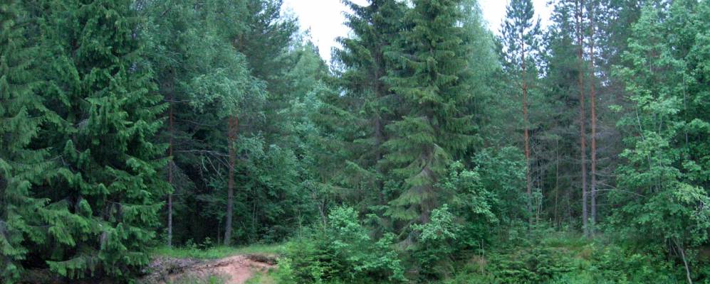 
            Фотография Воцко