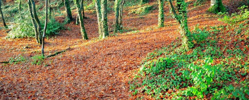 
            Фотография Лекуса