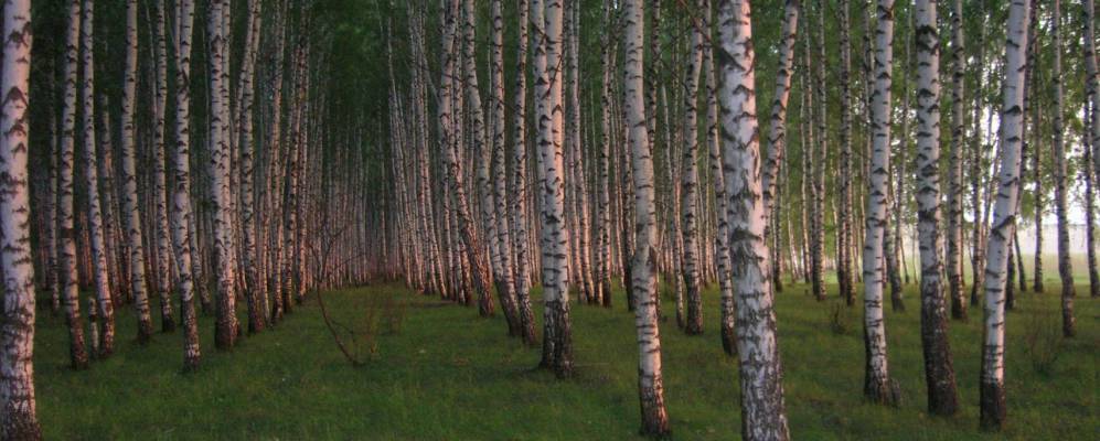 
            Фотография поселка Топилы