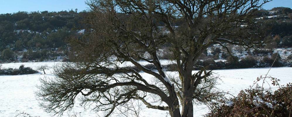 
            Фотография Прадес