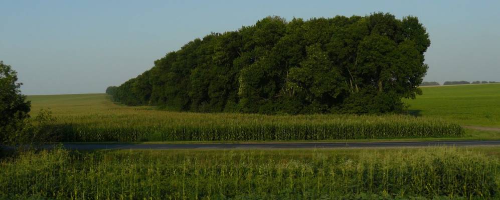 
            Фотография Пестичевского