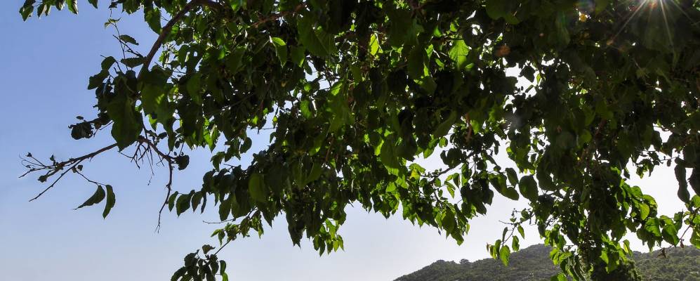 
            Фотография Караагача