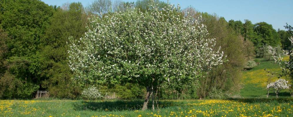 
            Фотография Кромбаха