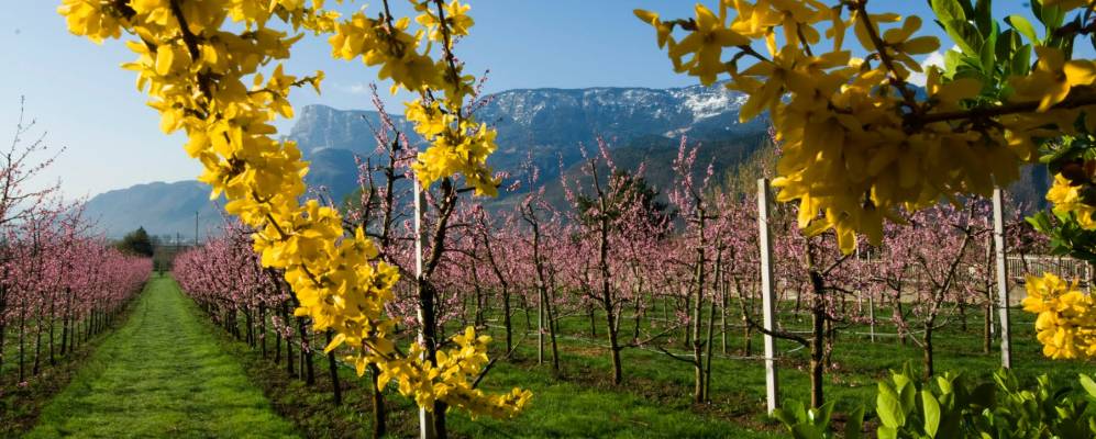 
            Фотография Гаргаццоне