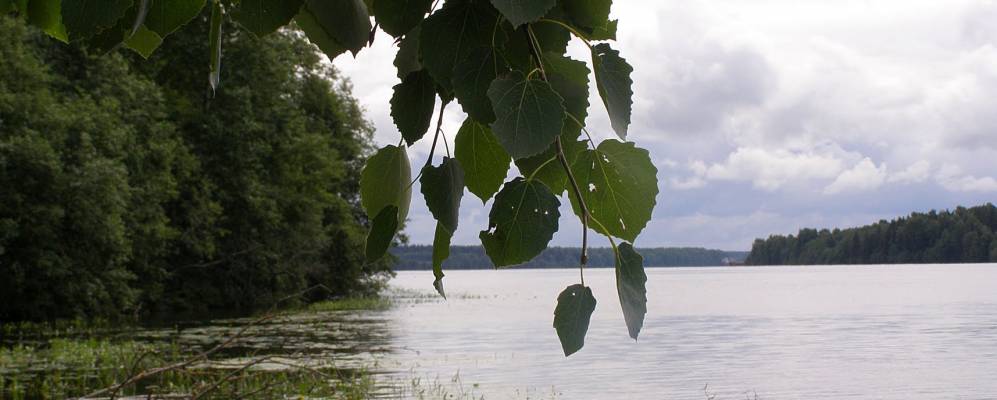 Фотография Воркопи