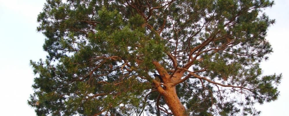 
            Фотография Бабаево