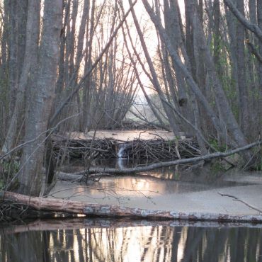 Дмитровское