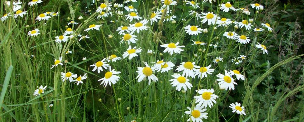 Фотография Солодихино