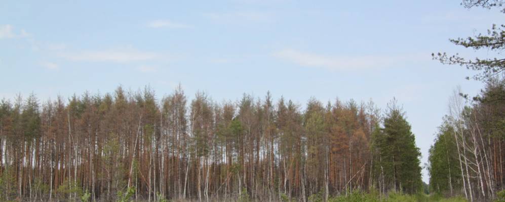 Фотография Куприно