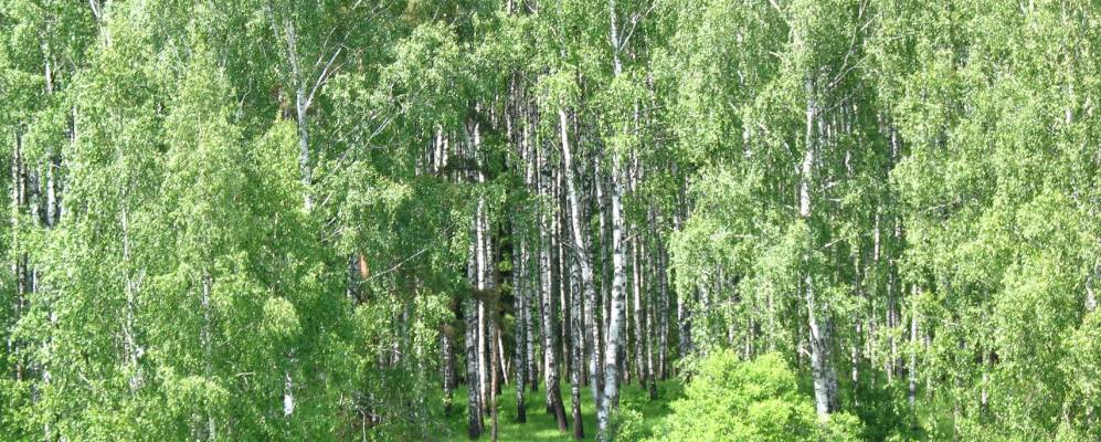 
            Фотография Громашово