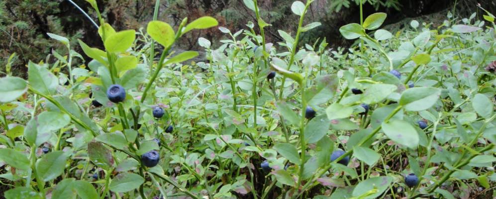 
            Фотография Дедовки