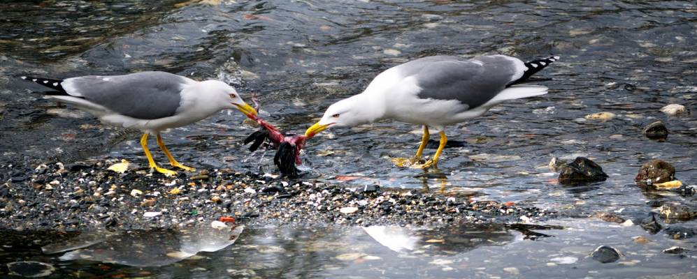 
            Фотография Рапалло