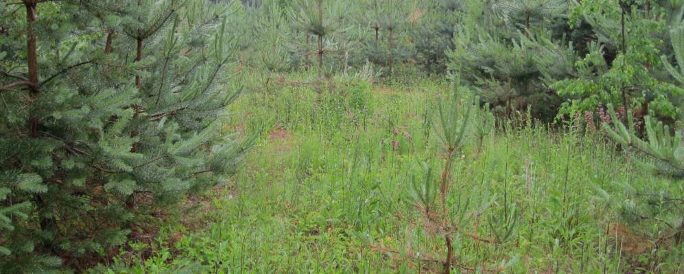 Фотография Люткино