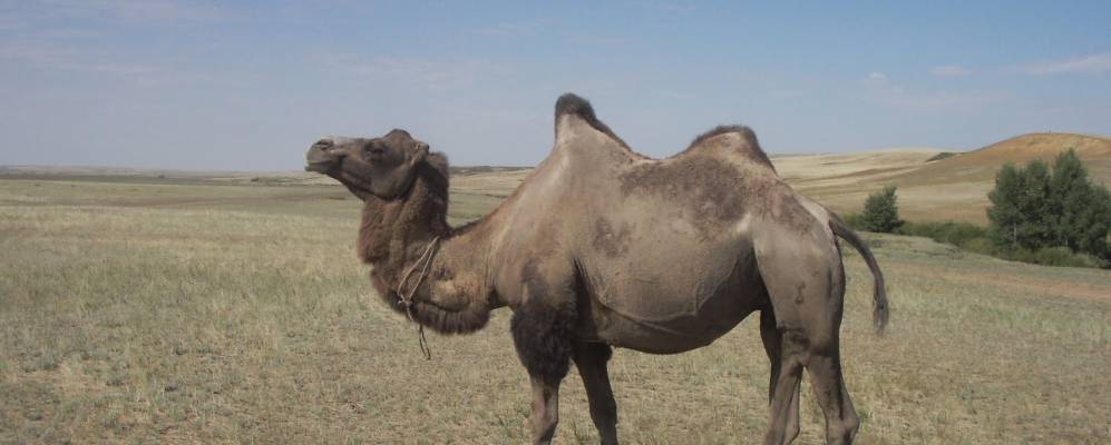 
            Фотография Курашасая