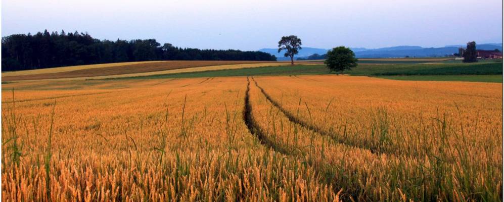 
            Фотография Хорривильа