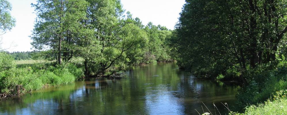 Фотография деревни Борки Низовые