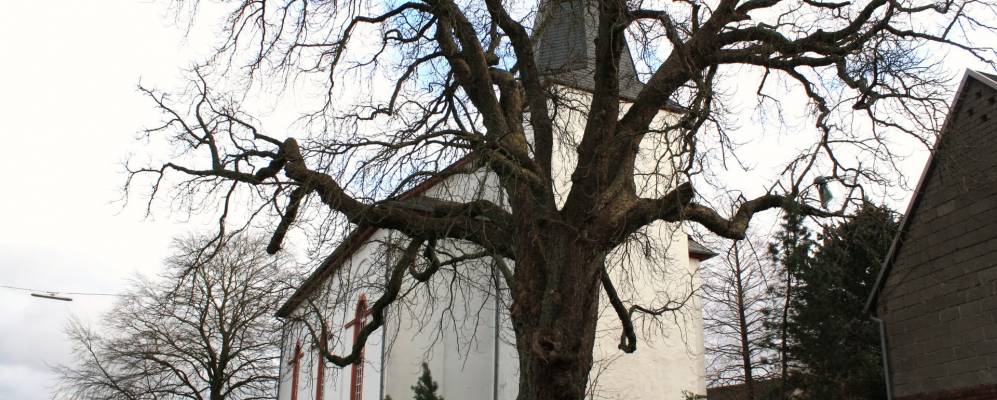 
            Фотография Альпенрота