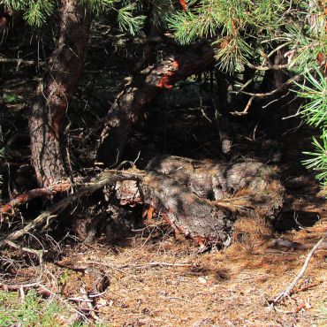 Твердомедово